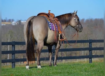American Quarter Horse, Wallach, 10 Jahre, Grullo