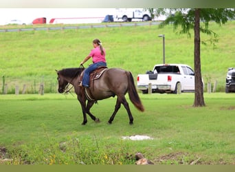 American Quarter Horse, Wallach, 10 Jahre, Grullo
