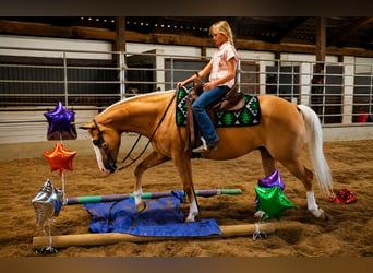 American Quarter Horse, Wallach, 10 Jahre, Palomino