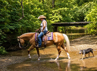 American Quarter Horse, Wallach, 10 Jahre, Palomino