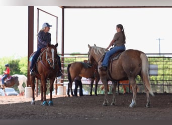 American Quarter Horse, Wallach, 10 Jahre, Palomino