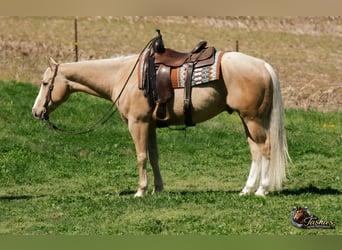 American Quarter Horse, Wallach, 10 Jahre, Palomino