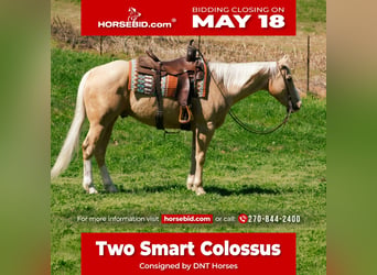 American Quarter Horse, Wallach, 10 Jahre, Palomino
