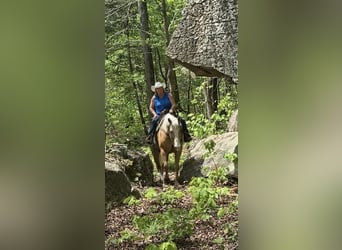 American Quarter Horse, Wallach, 10 Jahre, Palomino