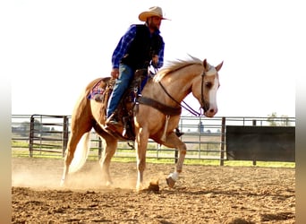 American Quarter Horse, Wallach, 10 Jahre, Palomino