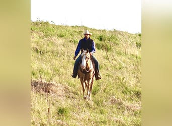 American Quarter Horse, Wallach, 10 Jahre, Palomino