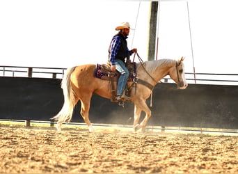 American Quarter Horse, Wallach, 10 Jahre, Palomino
