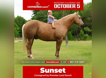 American Quarter Horse, Wallach, 10 Jahre, Palomino