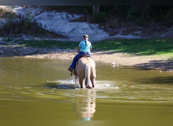 American Quarter Horse, Wallach, 10 Jahre, Palomino