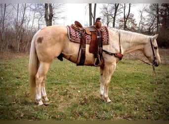 American Quarter Horse, Wallach, 10 Jahre, Palomino