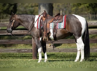 American Quarter Horse, Wallach, 10 Jahre