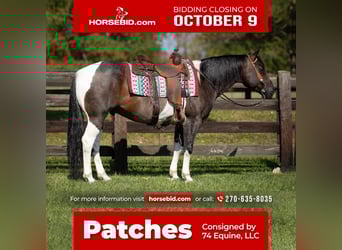 American Quarter Horse, Wallach, 10 Jahre