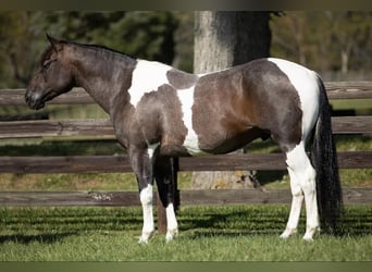 American Quarter Horse, Wallach, 10 Jahre