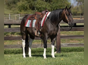 American Quarter Horse, Wallach, 10 Jahre