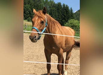 American Quarter Horse, Wallach, 10 Jahre, Red Dun