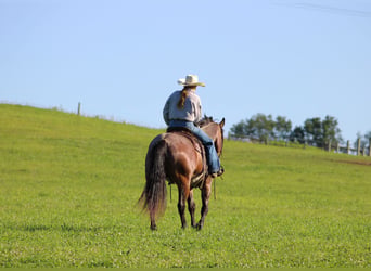American Quarter Horse, Wallach, 10 Jahre, Roan-Bay