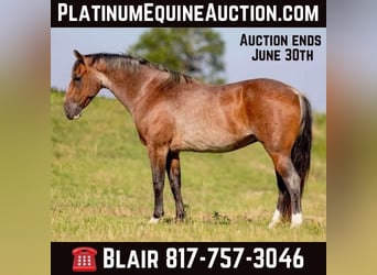 American Quarter Horse, Wallach, 10 Jahre, Roan-Bay
