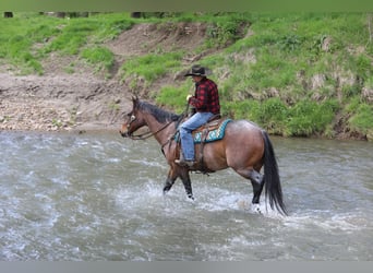 American Quarter Horse Mix, Wallach, 10 Jahre, Roan-Bay