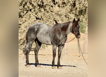 American Quarter Horse, Wallach, 10 Jahre, Roan-Blue