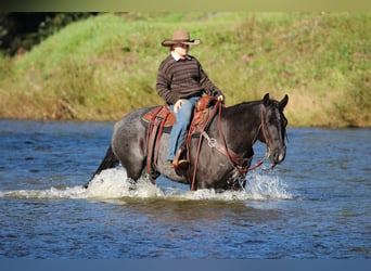 American Quarter Horse, Wallach, 10 Jahre, Roan-Blue