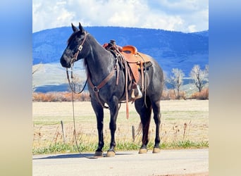 American Quarter Horse, Wallach, 10 Jahre, Roan-Blue