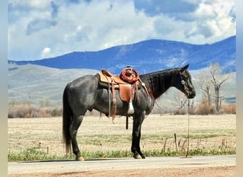 American Quarter Horse, Wallach, 10 Jahre, Roan-Blue