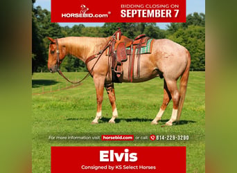 American Quarter Horse, Wallach, 10 Jahre, Roan-Red