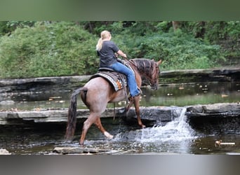 American Quarter Horse, Wallach, 10 Jahre, Roan-Red
