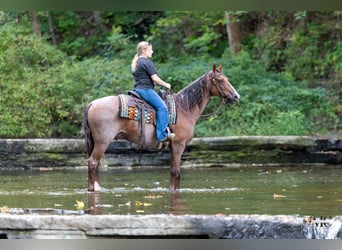 American Quarter Horse, Wallach, 10 Jahre, Roan-Red