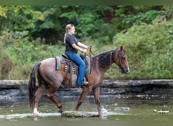 American Quarter Horse, Wallach, 10 Jahre, Roan-Red