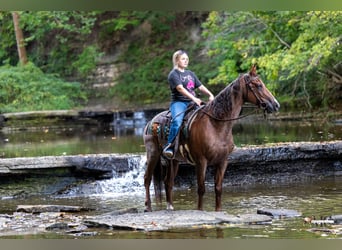 American Quarter Horse, Wallach, 10 Jahre, Roan-Red