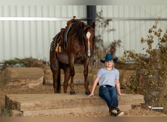 American Quarter Horse, Wallach, 10 Jahre, Roan-Red