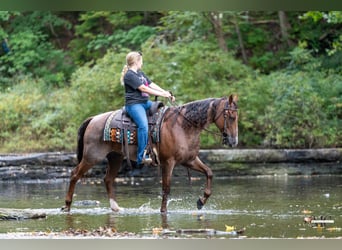 American Quarter Horse, Wallach, 10 Jahre, Roan-Red