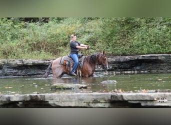 American Quarter Horse, Wallach, 10 Jahre, Roan-Red