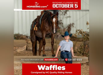 American Quarter Horse, Wallach, 10 Jahre, Roan-Red
