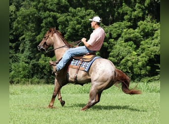 American Quarter Horse, Wallach, 10 Jahre, Roan-Red