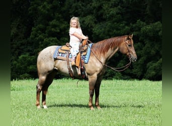 American Quarter Horse, Wallach, 10 Jahre, Roan-Red