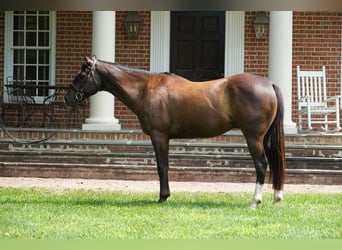 American Quarter Horse, Wallach, 10 Jahre, Rotbrauner