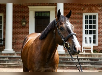 American Quarter Horse, Wallach, 10 Jahre, Rotbrauner