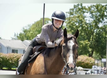 American Quarter Horse, Wallach, 10 Jahre, Rotbrauner