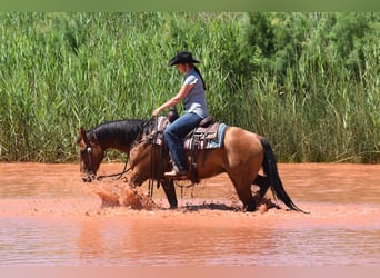 American Quarter Horse, Wallach, 10 Jahre, Rotbrauner