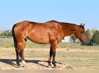 American Quarter Horse, Wallach, 10 Jahre, Rotbrauner