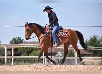 American Quarter Horse, Wallach, 10 Jahre, Rotbrauner