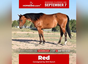 American Quarter Horse, Wallach, 10 Jahre, Rotbrauner
