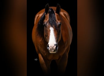 American Quarter Horse, Wallach, 10 Jahre, Rotbrauner