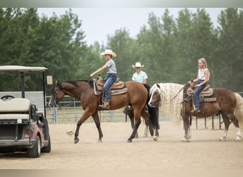 American Quarter Horse, Wallach, 10 Jahre, Rotbrauner