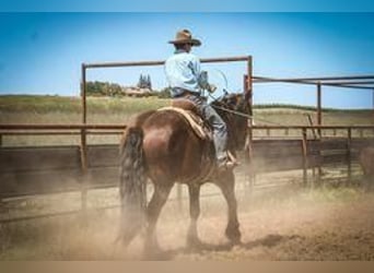American Quarter Horse Mix, Wallach, 10 Jahre, Rotbrauner