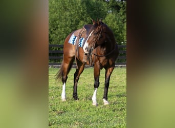 American Quarter Horse, Wallach, 10 Jahre, Rotbrauner