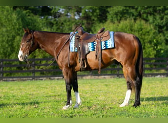 American Quarter Horse, Wallach, 10 Jahre, Rotbrauner