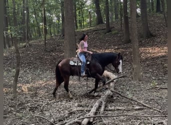 American Quarter Horse, Wallach, 10 Jahre, Rotbrauner